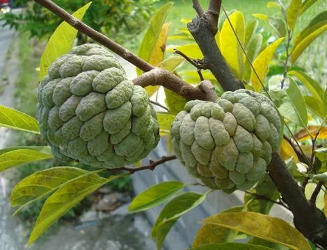 Sugar apple  Stock Photos