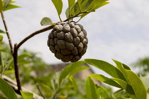 Sugar Apple single Stock Photos