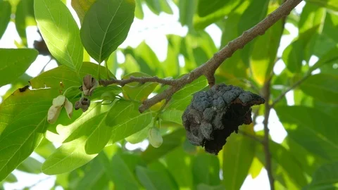 The Sugar-apple, Sweetsop, Custard apple, Annona squamosa fruit. Stock Footage 113145186
