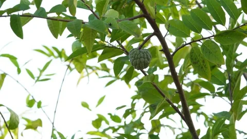 The Sugar apple tree, Sweetsop, Custard apple, Annona squamosa fruit. Stock Footage 259456934