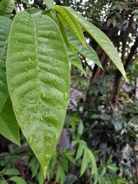 Sugar Apple tropical fruit leaf textures with rain water drops Stock Photos