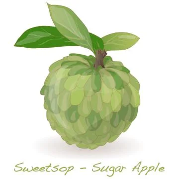 Sugar Apple vector Stock Illustration