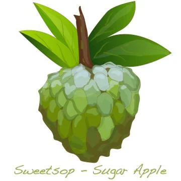 Sugar Apple vector Stock Illustration