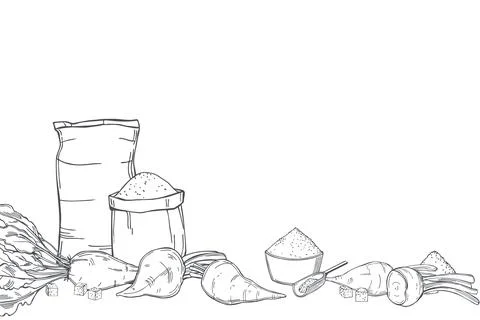 Sugar beet and sugar. Vector background. Stock Illustration