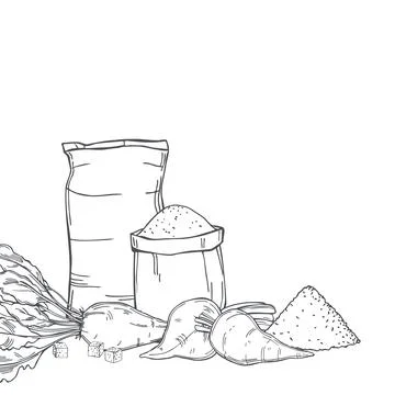 Sugar beet and sugar. Vector background. Stock Illustration