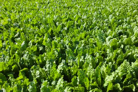 Sugar beet background Stock Photos