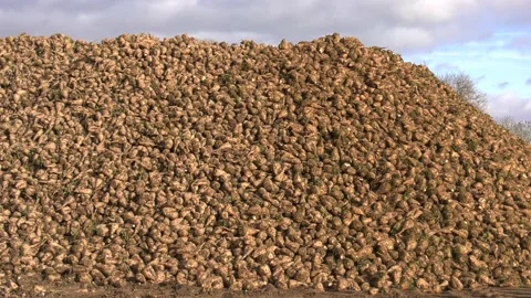 Sugar Beet Clamp UK Stock Footage 143007705