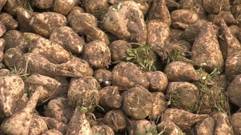 Sugar Beet Clamp UK Stock Footage 143007803