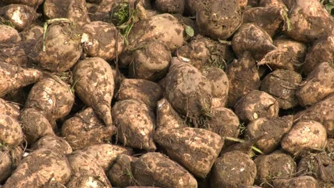 Sugar Beet Clamp UK Stock Footage 143007885