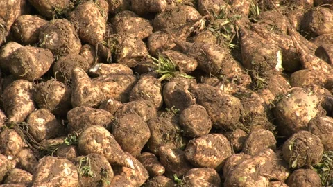 Sugar Beet Clamp UK Stock Footage 143007918