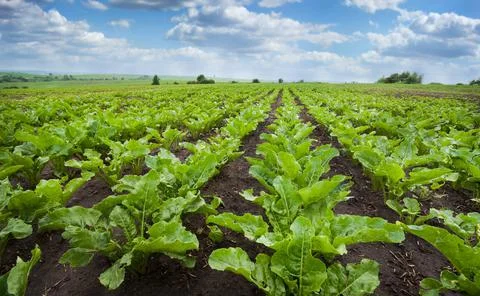Sugar beet close up, rows of young beets, beautiful sky with clouds Stock Photos