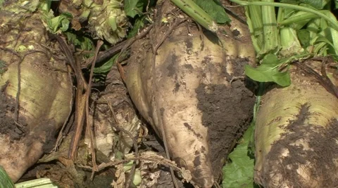Sugar beet closeup Vídeo Stock 41139101