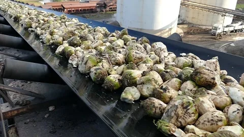 Sugar beet on a conveyor belt transporting to the sugar factory, slow motion Stock Footage 166680105
