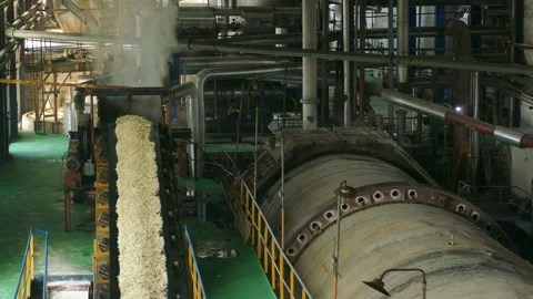 Sugar Beet on Conveyor in Factory Stock Footage 166944982