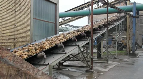 Sugar beet on conveyor Stock Footage 8997783
