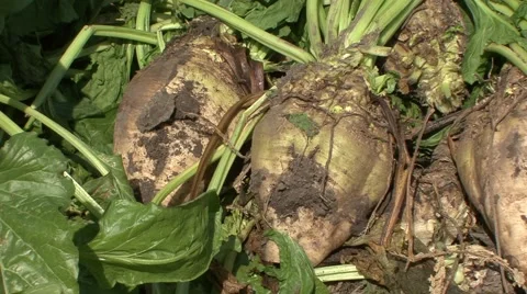 Sugar beet covered with soil Stock-Footage 41139117