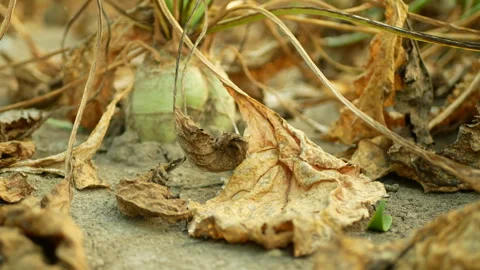 Sugar beet drought dry field land Beta vulgaris altissima garden, drying up soil Stock Footage 284169487