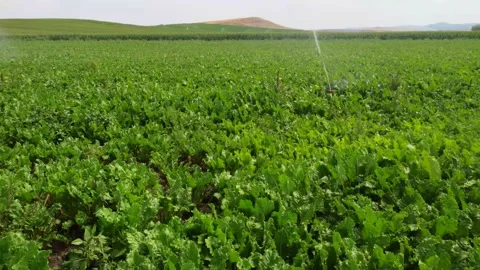 Sugar beet farm irrigation 2 Stock Footage 237445566