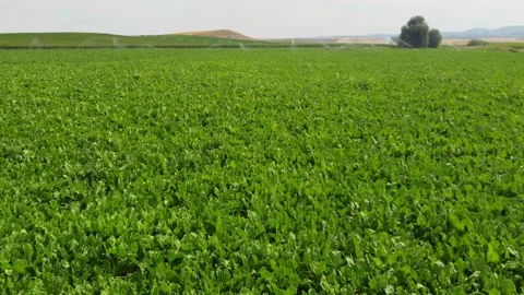 Sugar beet farm irrigation Stock Footage 237445573