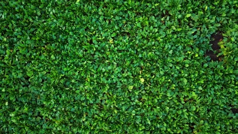 Sugar beet field from above, ascending aerial view Vidéo 343899239