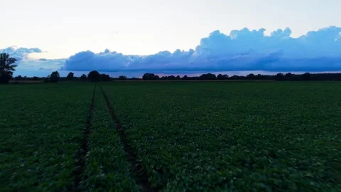Sugar beet field at dusk with dramatic clouds Vidéo 343899095