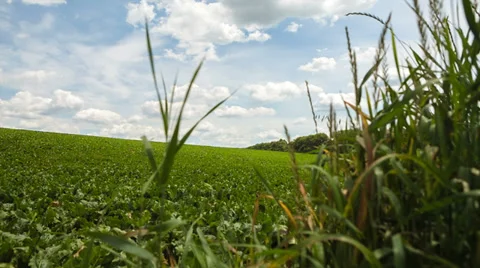 Sugar beet field Stock Footage