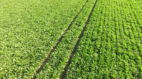 Sugar beet field in germany Stock Footage