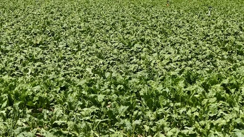 Sugar beet field, hd video, Stock Footage 93903264