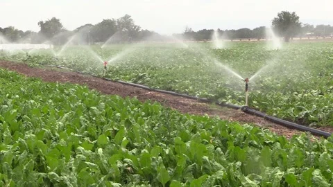 Sugar beet field irrigation Stock Footage 237517963