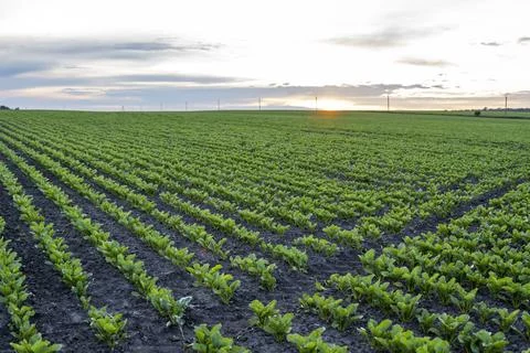 Sugar beet field with leafs of young plants on fertile soil. Beetroots growing Stock Photos