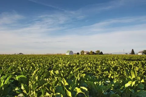 Sugar Beet Field Stock Photos
