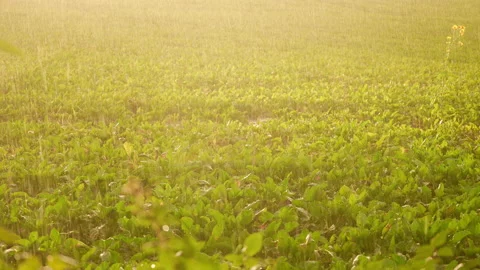 Sugar beet field in rain with sun, Monoculture in Europe, Germany. Stock Footage 172276744
