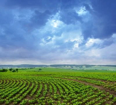 Sugar beet field, rows of young beets, dramatic stormy evening sky Stock Photos