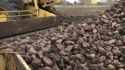 Sugar beet Stock Footage 91992106