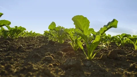 Sugar beet Stock Footage 100254701