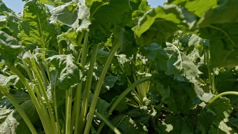 Sugar beet Stock Footage 171557897
