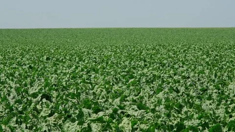 Sugar beet with green leaves in a summer field Stock Footage 166946853