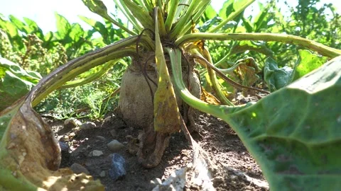 Sugar Beet Growing in Agricultural Field Stock-Footage 344584004