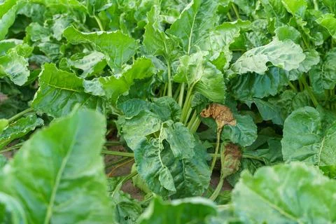 Sugar beet grows in rows on plantations. Agricultural industry. Beet cultivat Stock Photos