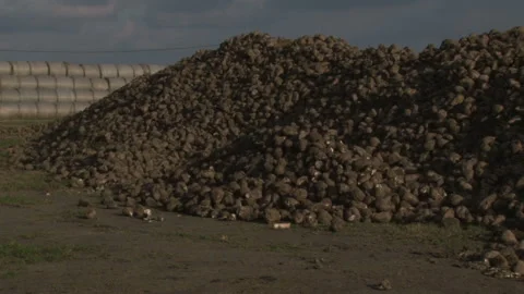 Sugar beet harvest and storage. Video stock 154472986