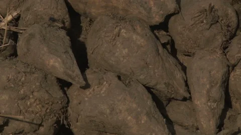 Sugar beet harvest and storage. Video stock 154473448