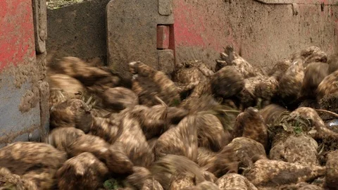 Sugar beet harvest close up Stock Footage 86646465