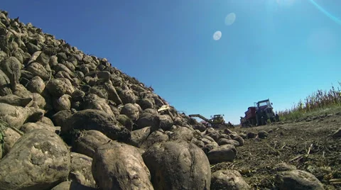 Sugar Beet Harvest Stock Footage 29688823