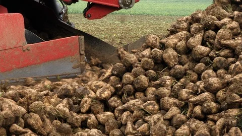Sugar beet harvest Stock Footage 86646490