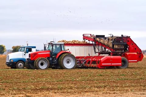 Sugar Beet Harvest Foto stock