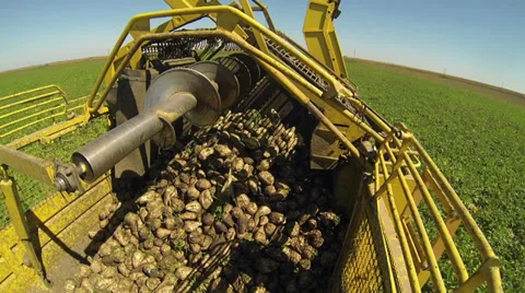 Sugar Beet Harvester Stock Footage 29687674