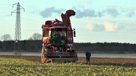 Sugar beet harvester - man walking alongside checking operation. Video stock 47587761