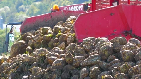 Sugar Beet Harvester Unloading Freshly Harvested Beets Stock Footage 344644206
