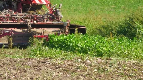 Sugar Beet Harvester Working Through Crop Rows Video stock 344584565