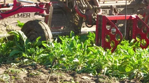 Sugar Beet Harvester Working Through Crop in Agricultural Field Video stock 344643726